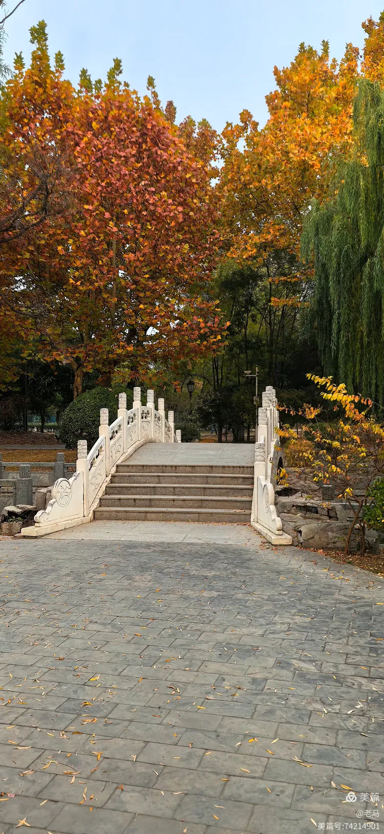 西沽公园打卡地秋天好美